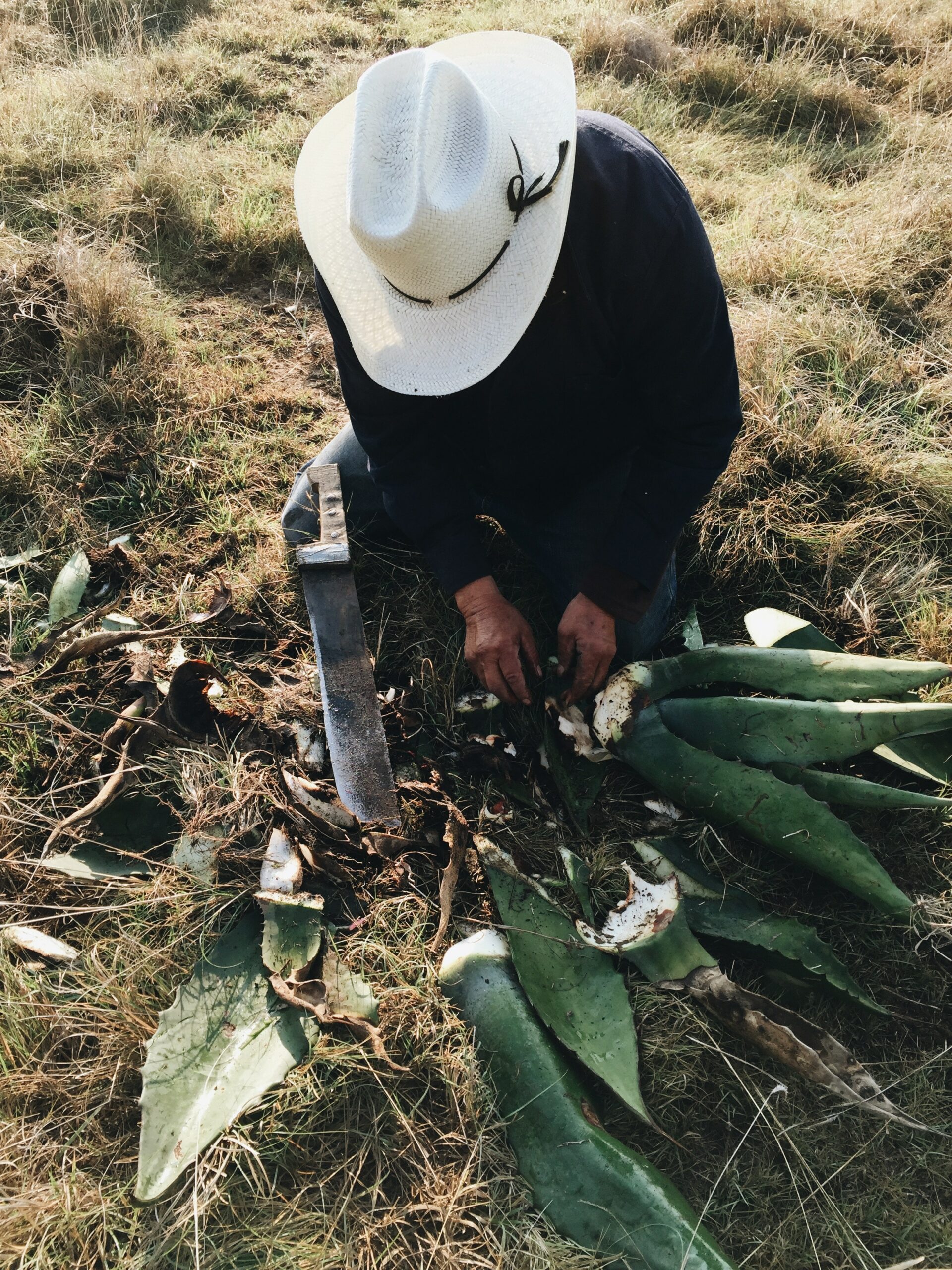 Produtos à Base de Aloe Vera